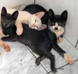 Gato ra a SRD idade 2 a 6 meses nome Vários