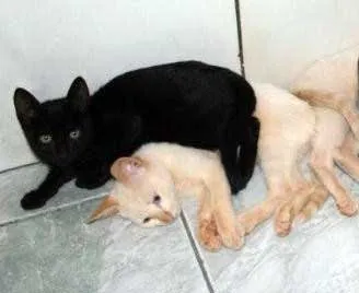 Gato ra a SRD idade 2 a 6 meses nome Vários