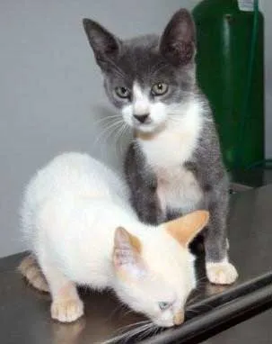 Gato ra a SRD idade 2 a 6 meses nome Vários