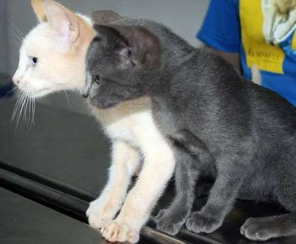 Gato ra a SRD idade 2 a 6 meses nome Vários