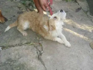 Cachorro raça SRD idade 1 ano nome Bob