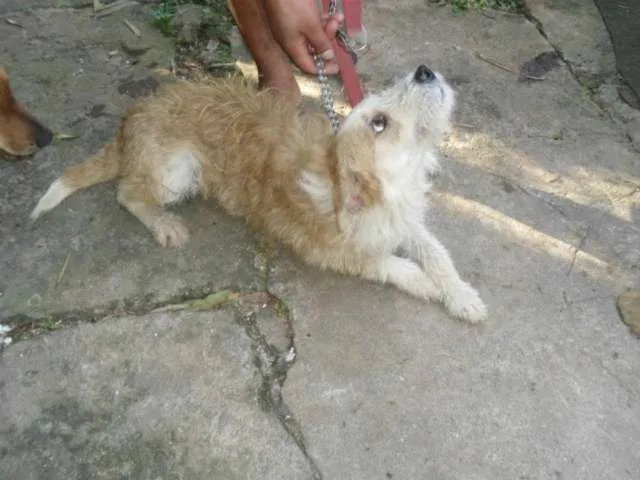 Cachorro ra a SRD idade 1 ano nome Bob