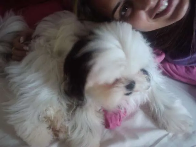 Cachorro ra a Shitzu idade  nome Nick