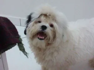 Cachorro raça Shitzu idade  nome Nick