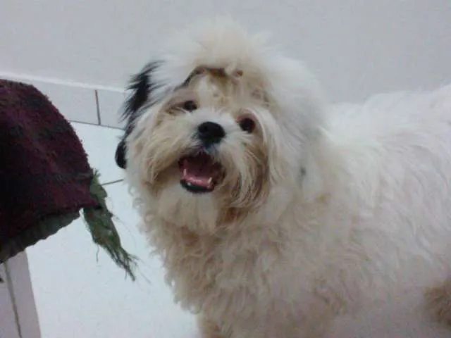 Cachorro ra a Shitzu idade  nome Nick