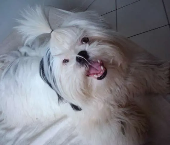 Cachorro ra a Shitzu idade  nome Nick