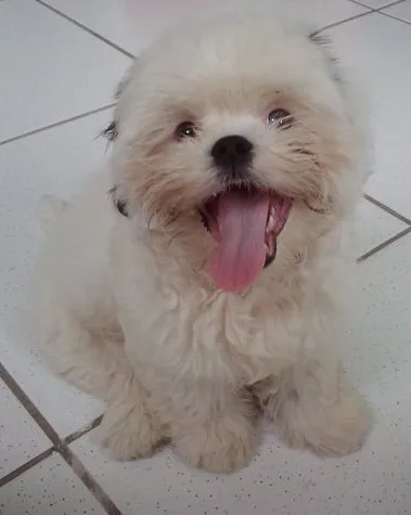 Cachorro ra a Shitzu idade  nome Nick