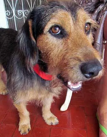 Cachorro ra a SRD idade  nome Procura 1 DONO