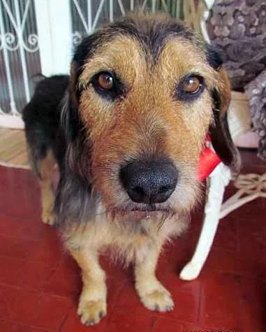 Cachorro ra a SRD idade  nome Procura 1 DONO