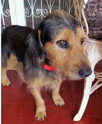 Cachorro ra a SRD idade  nome Procura 1 DONO