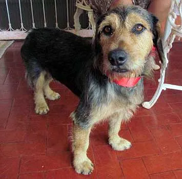 Cachorro ra a SRD idade  nome Procura 1 DONO