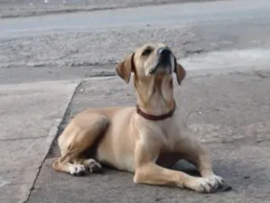 Cachorro raça SRD idade  nome Ninha