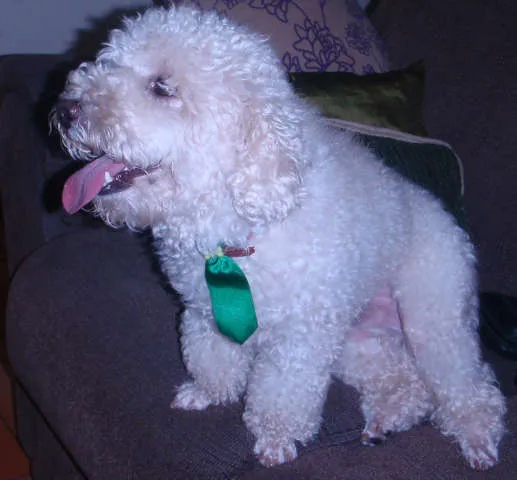 Cachorro ra a poodle idade 3 anos nome Jack 