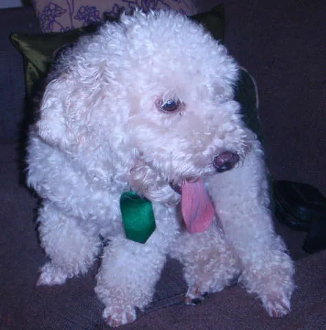 Cachorro ra a poodle idade 3 anos nome Jack 