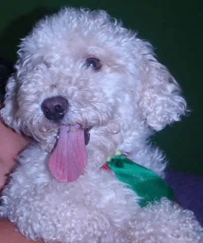 Cachorro ra a poodle idade 3 anos nome Jack 
