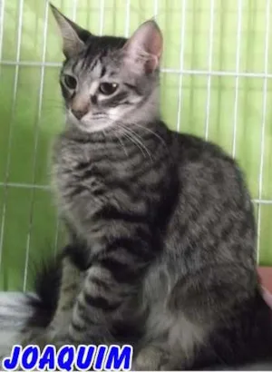 Gato raça SRD idade 2 a 6 meses nome Vários