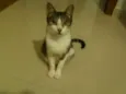 Mica