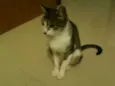 Mica