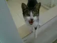 Mica