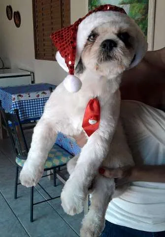 Cachorro ra a lhasa idade nome Polaco
