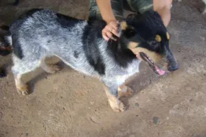 Cachorro raça blue heeler idade  nome Lilica