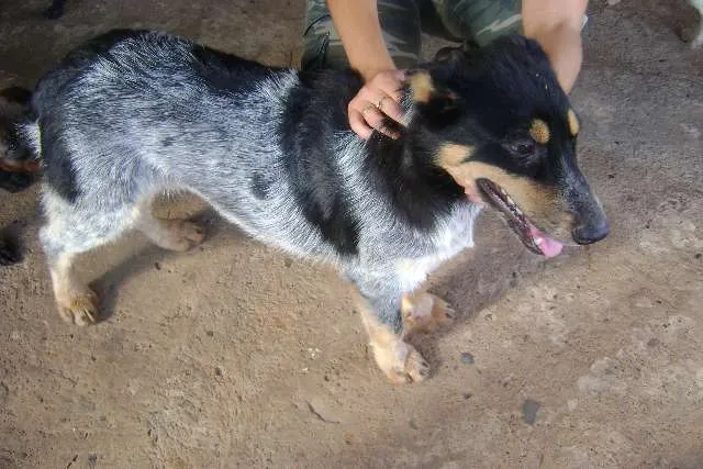 Cachorro ra a blue heeler idade  nome Lilica