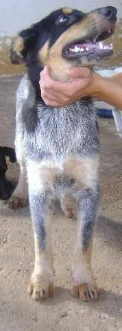Cachorro ra a blue heeler idade  nome Lilica
