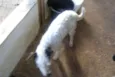 Kiko