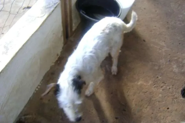 Cachorro ra a srd idade  nome Kiko