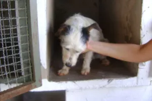 Cachorro raça srd idade  nome Kiko