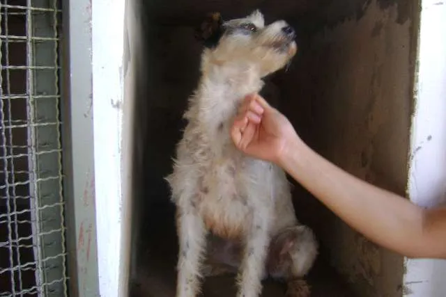 Cachorro ra a srd idade  nome Kiko