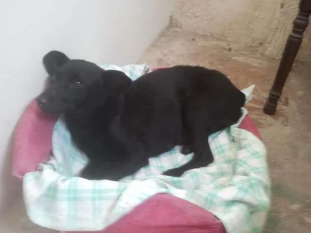 Cachorro ra a SRD idade 1 ano nome NINA