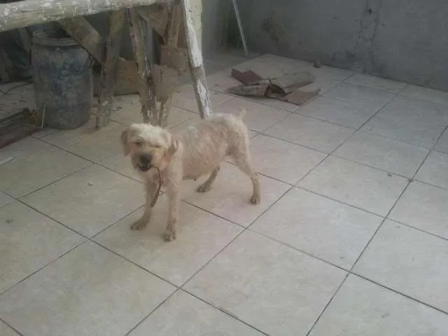 Cachorro ra a poodle idade 2 anos nome pandora