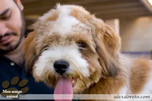 Cachorro raça Lhasa Apso idade 4 anos nome Snopy GRATIFICA