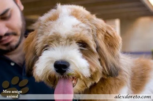 Cachorro ra a Lhasa Apso idade 4 anos nome Snopy GRATIFICA