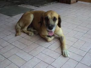 Cachorro raça SRD idade  nome CARINHOSA