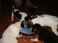 Diversos