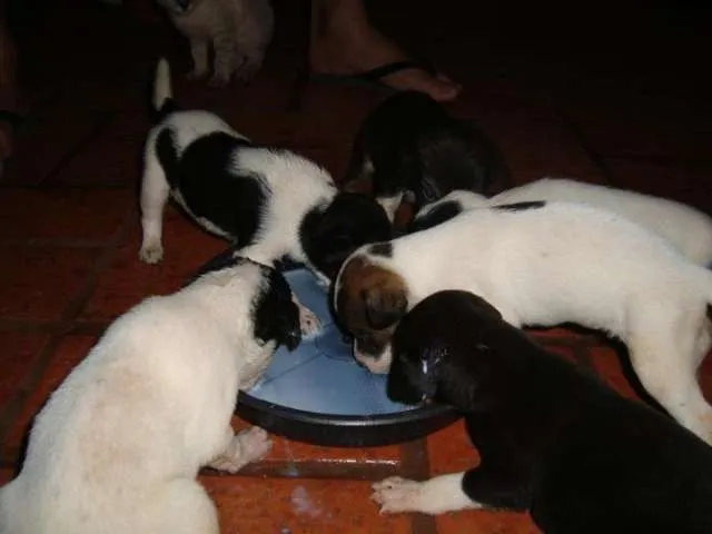 Cachorro ra a SRD idade Abaixo de 2 meses nome Diversos