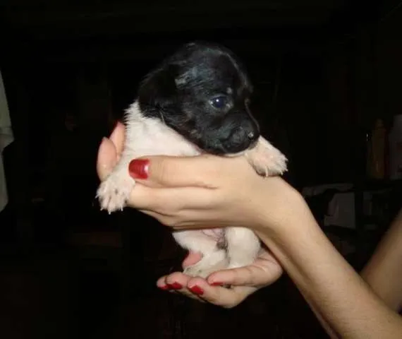 Cachorro ra a SRD idade Abaixo de 2 meses nome Diversos