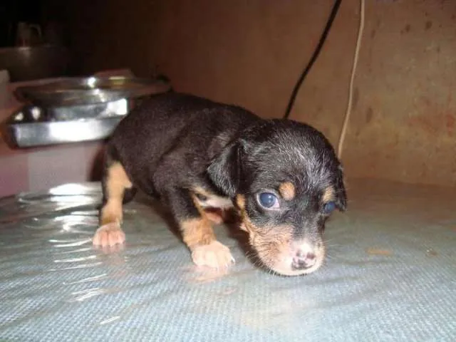 Cachorro ra a SRD idade Abaixo de 2 meses nome Diversos