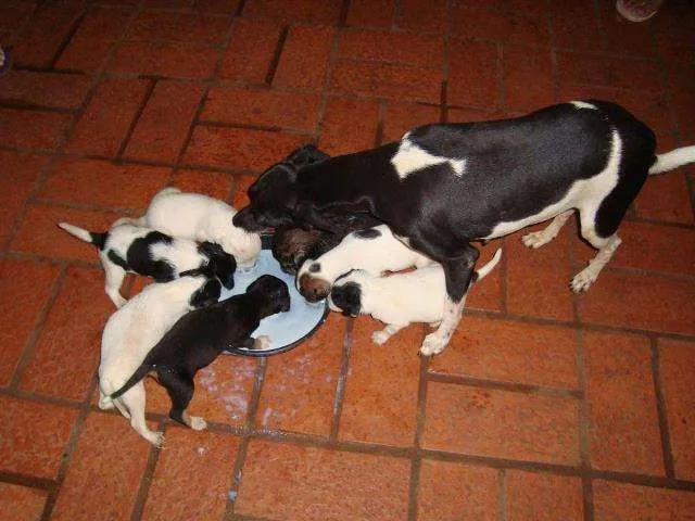 Cachorro ra a SRD idade Abaixo de 2 meses nome Diversos