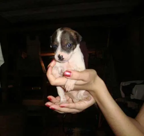 Cachorro ra a SRD idade Abaixo de 2 meses nome Diversos