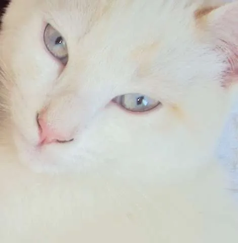 Gato ra a vira lata idade 7 a 11 meses nome Vitinho GRATIFICA