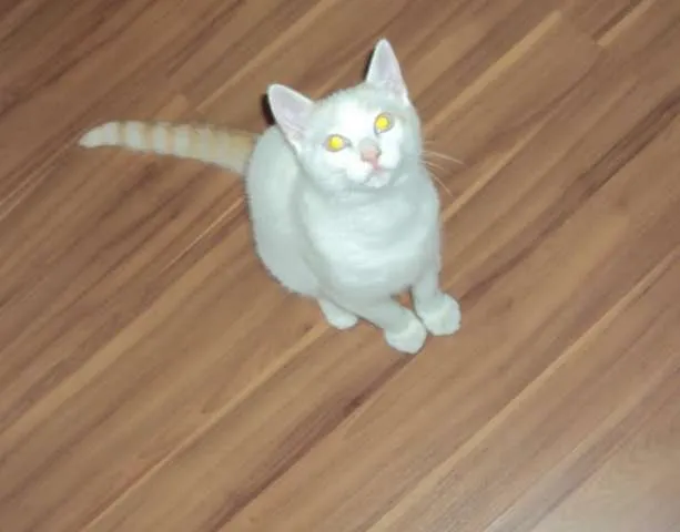 Gato ra a vira lata idade 7 a 11 meses nome Vitinho GRATIFICA