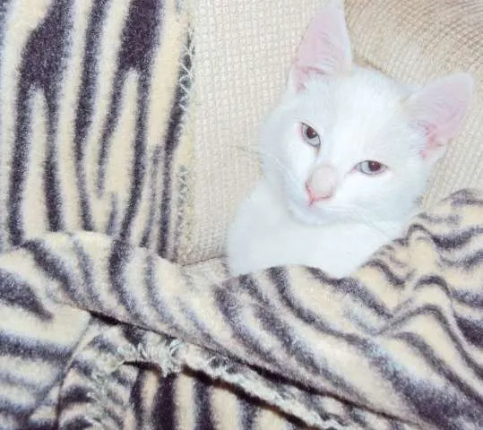 Gato ra a vira lata idade 7 a 11 meses nome Vitinho GRATIFICA