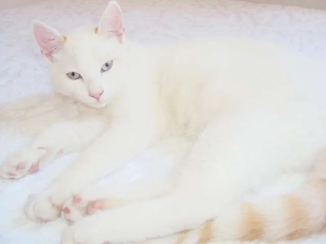 Gato ra a vira lata idade 7 a 11 meses nome Vitinho GRATIFICA