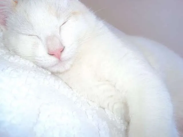 Gato ra a vira lata idade 7 a 11 meses nome Vitinho GRATIFICA