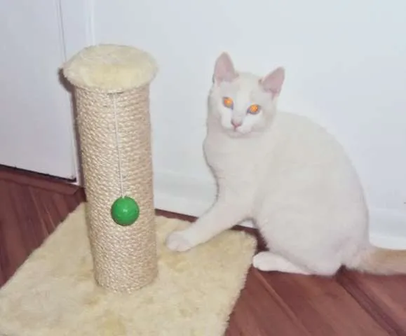 Gato ra a vira lata idade 7 a 11 meses nome Vitinho GRATIFICA