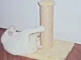 Vitinho GRATIFICA