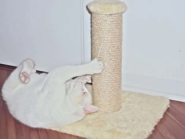 Gato ra a vira lata idade 7 a 11 meses nome Vitinho GRATIFICA